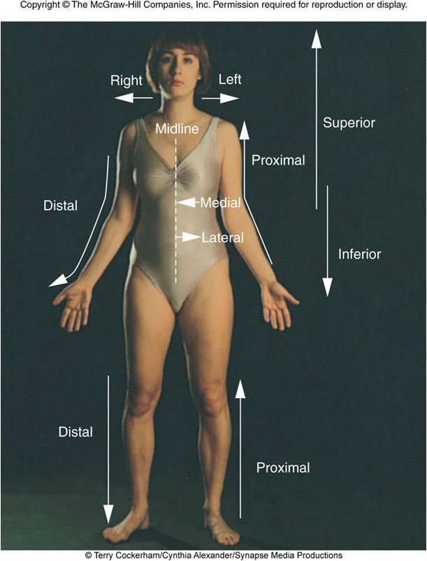 Quizlet Anatomy And Physiology Chapter 12