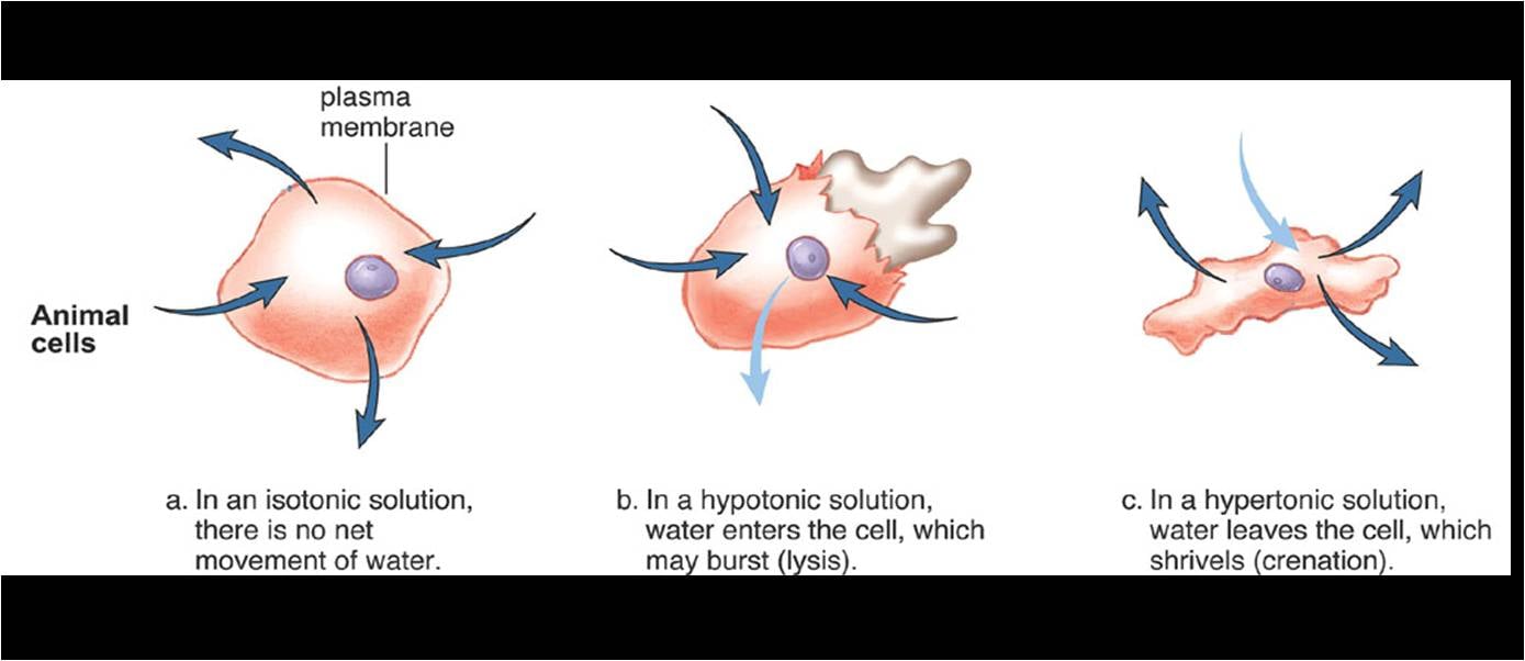 Quizlet Anatomy And Physiology Chapter 12