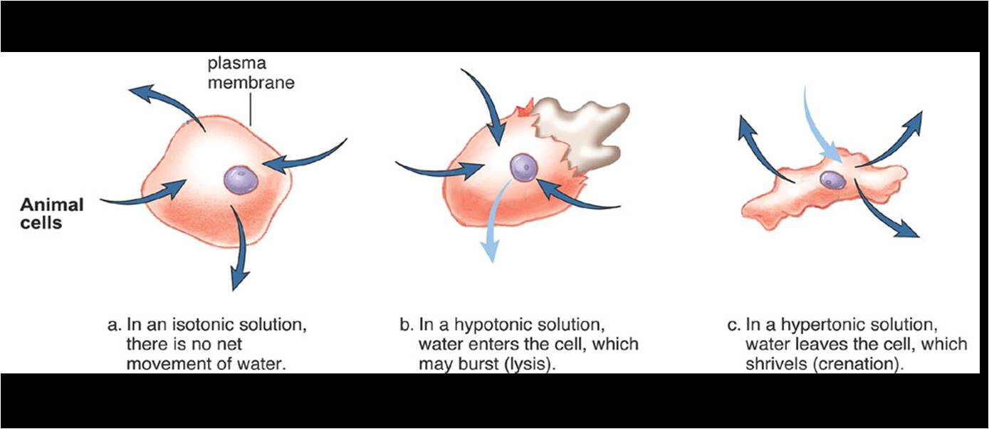 Quizlet Anatomy And Physiology Chapter 13