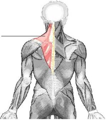 Quizlet Anatomy And Physiology Chapter 13