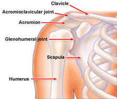 Quizlet Anatomy And Physiology Chapter 14