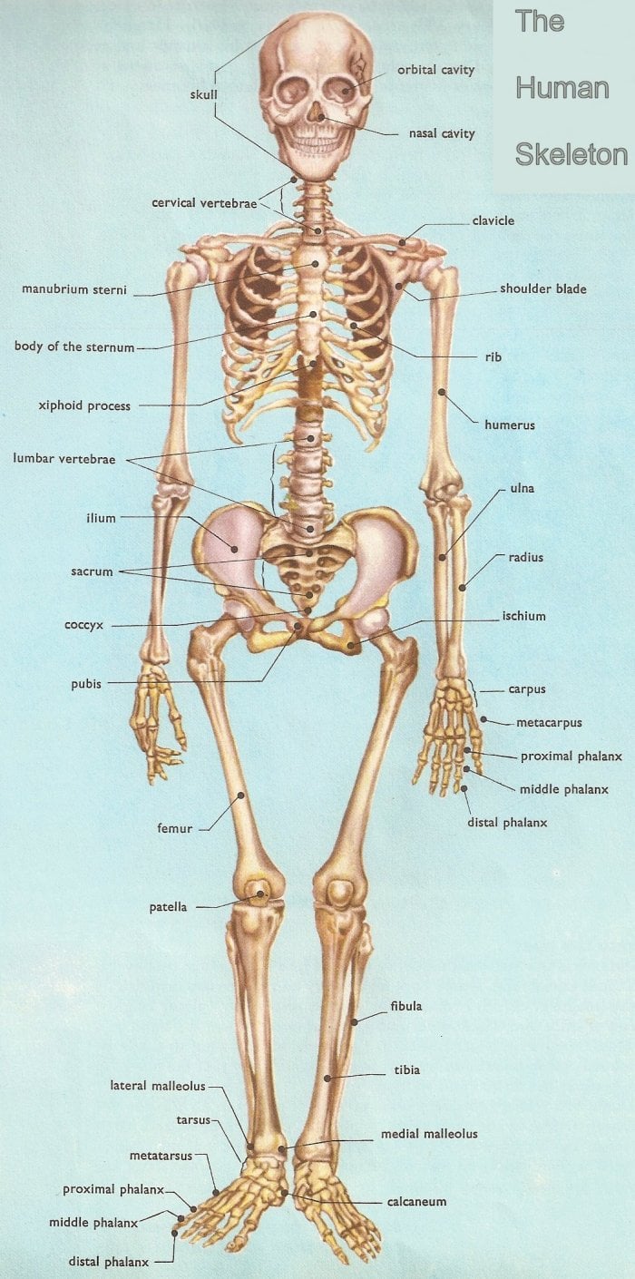 Quizlet Anatomy And Physiology Chapter 3