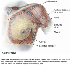 Quizlet Anatomy And Physiology Chapter 3