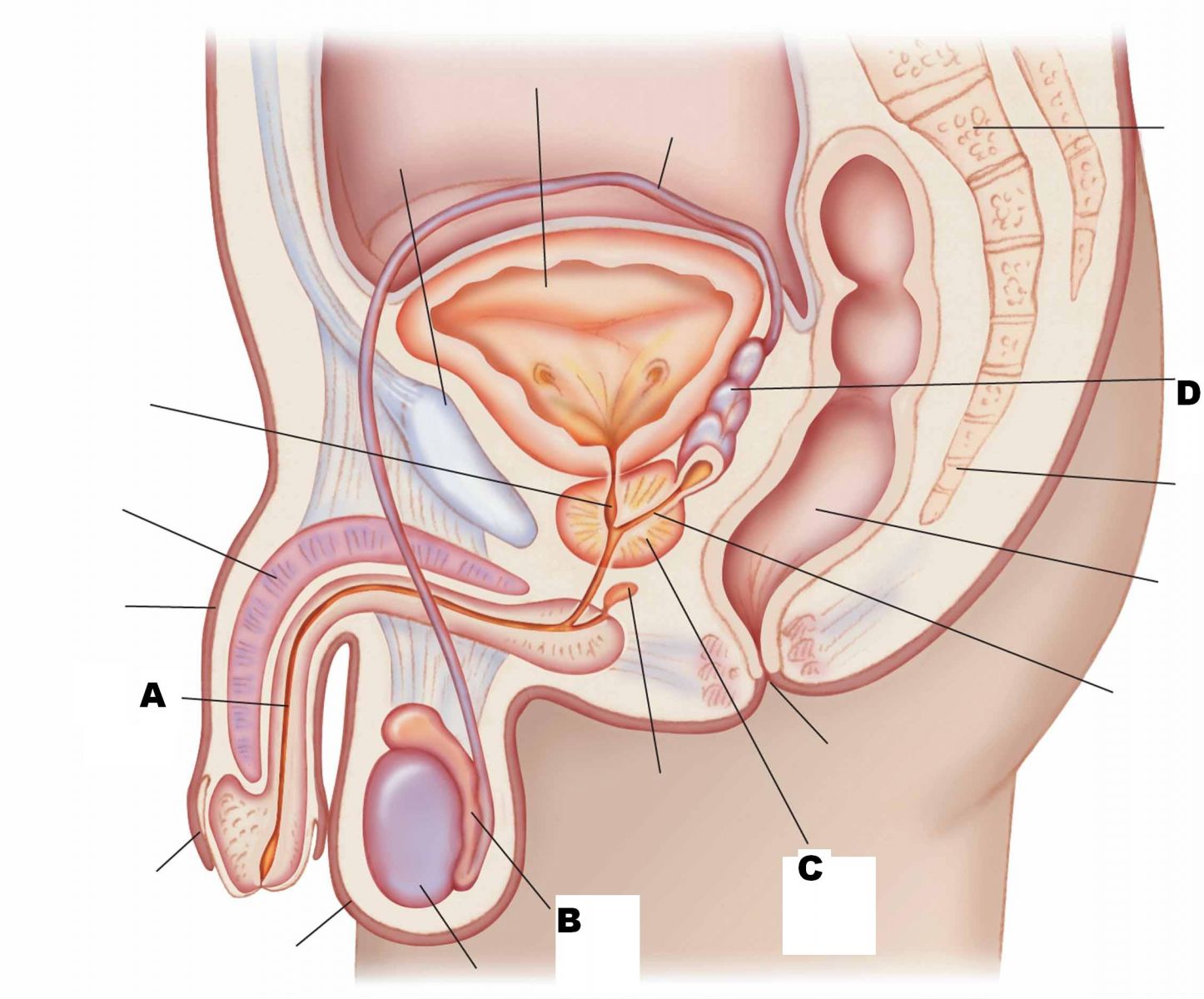 Quizlet Anatomy And Physiology Chapter 6