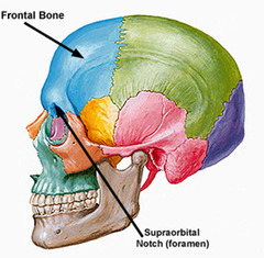 Quizlet Anatomy And Physiology Chapter 6