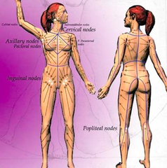 Quizlet Anatomy And Physiology Chapter 9