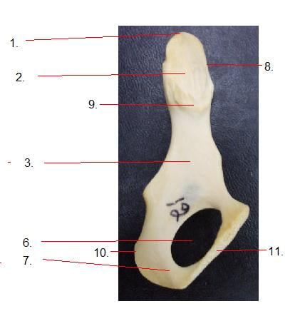 Quizlet Appendicular Skeleton