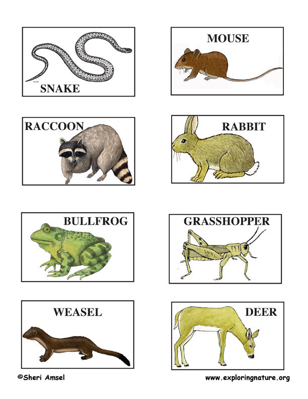 Rainforest Food Chain Diagram For Kids