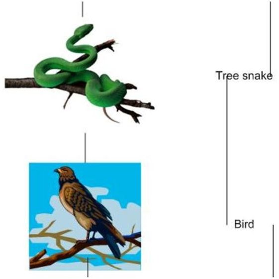 Rainforest Food Chain Diagram For Kids