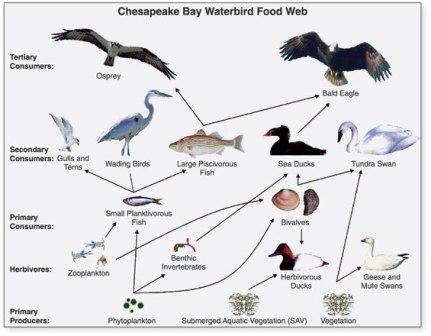 Rainforest Food Chain Diagram For Kids