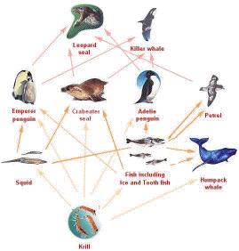 Rainforest Food Web Diagram For Kids