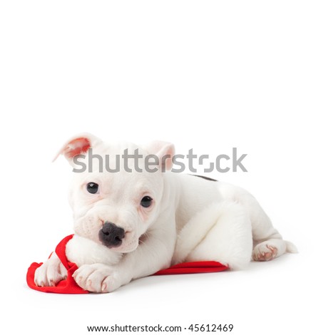 Red English Bull Terrier Puppies