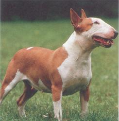 Red English Bull Terrier Puppies