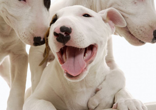 Red English Bull Terrier Puppies