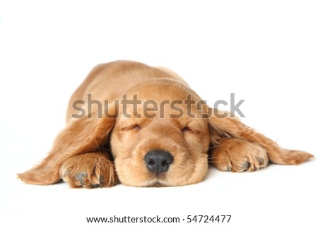 Red English Cocker Spaniel Puppies