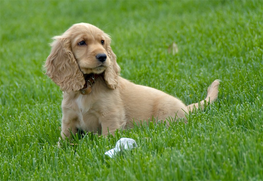 Red English Cocker Spaniel Puppies