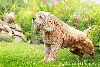 Red English Cocker Spaniel Puppies