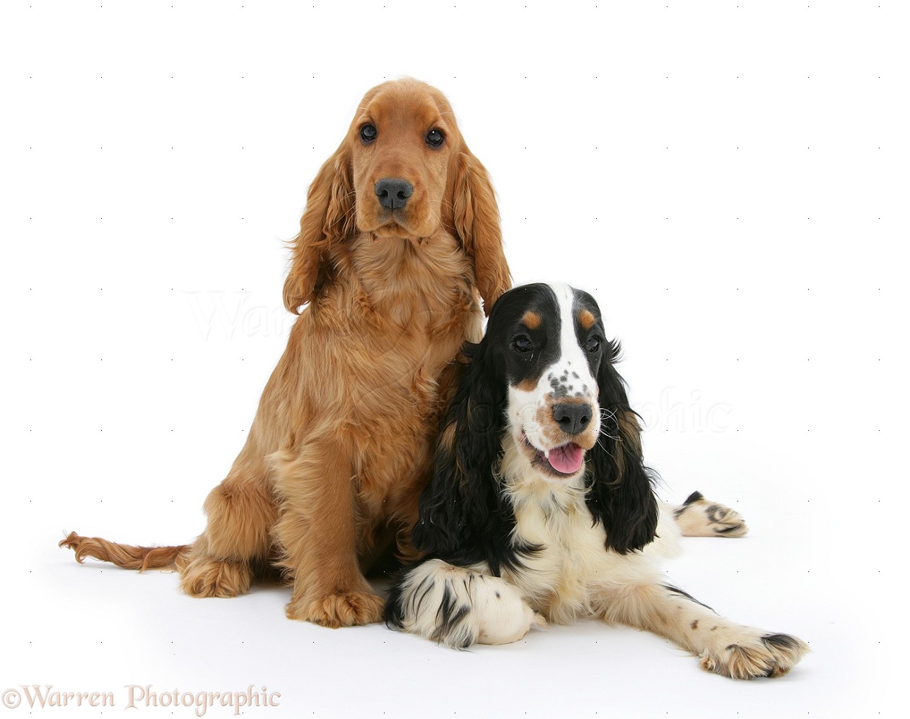 Red English Cocker Spaniel Puppies