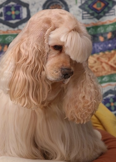 Red English Cocker Spaniel Puppies