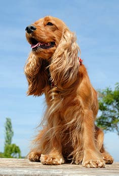 Red English Cocker Spaniel Puppies