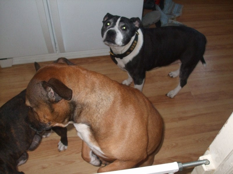 Red Staffies Puppies