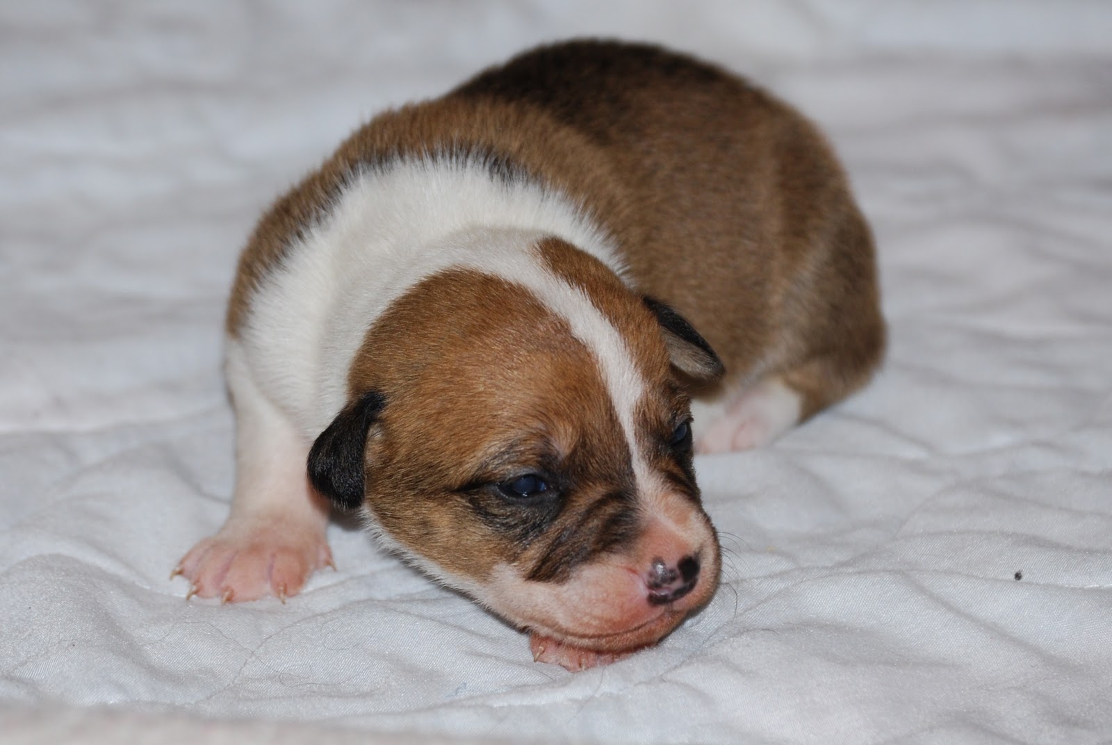 Red Staffies Puppies