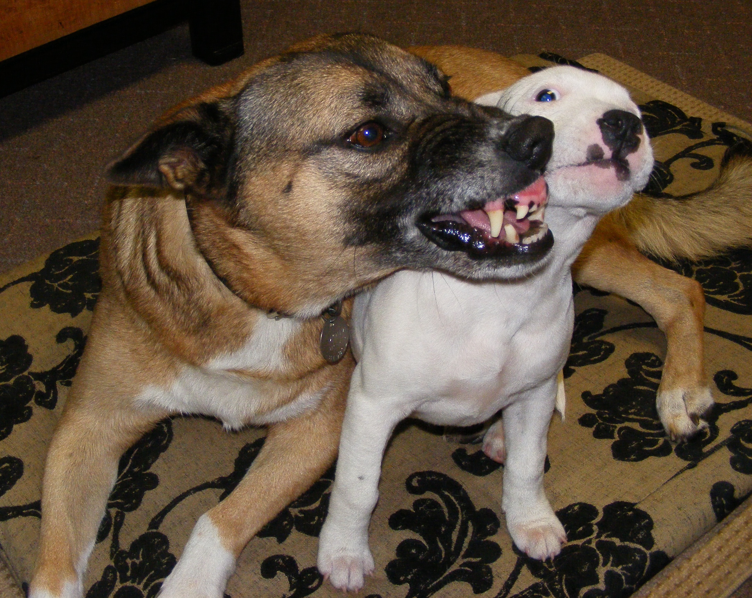 Red Staffies Puppies