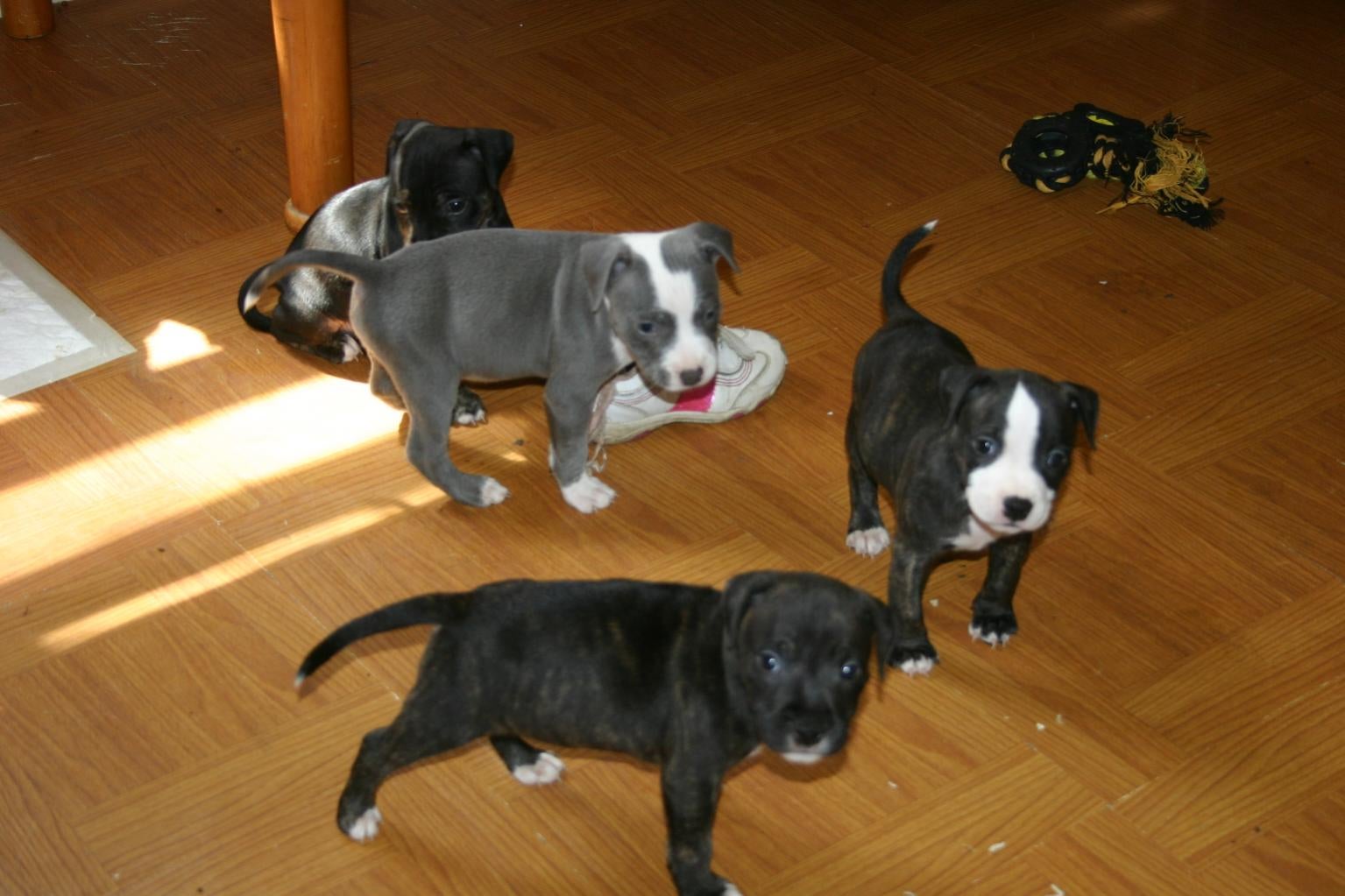 Red Staffies Puppies