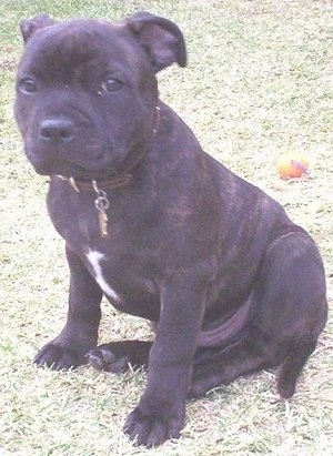 Red Staffy Puppies