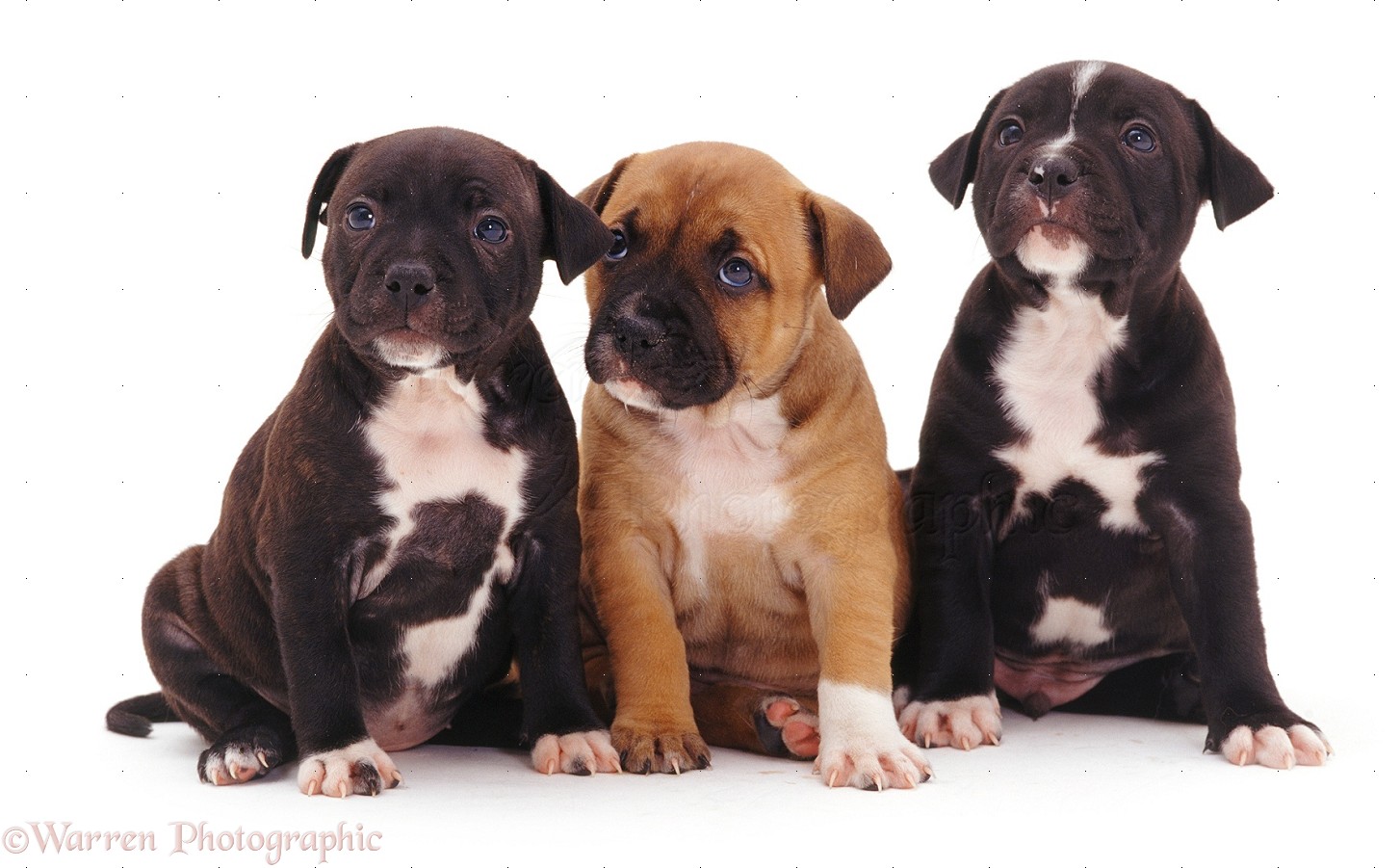 Red Staffy Puppies