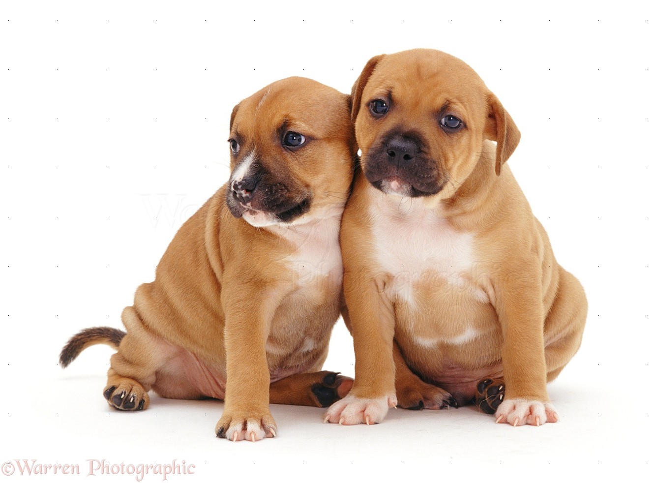 Red Staffy Puppies