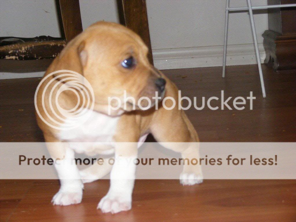 Red Staffy Puppies