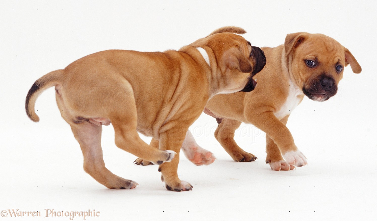 Red Staffy Puppies