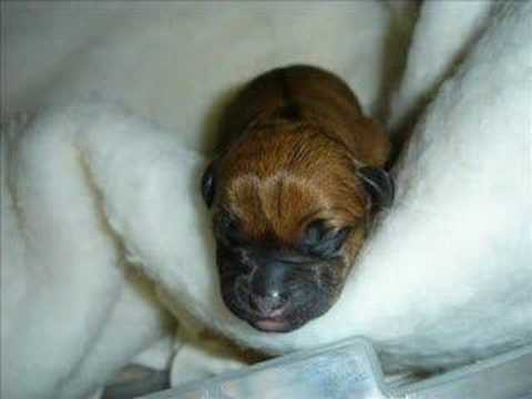 Red Staffy Puppies For Sale