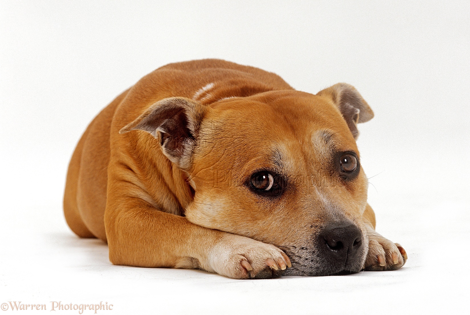 Red Staffy Puppies For Sale Uk