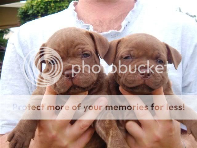 Red Staffy Puppies For Sale Uk