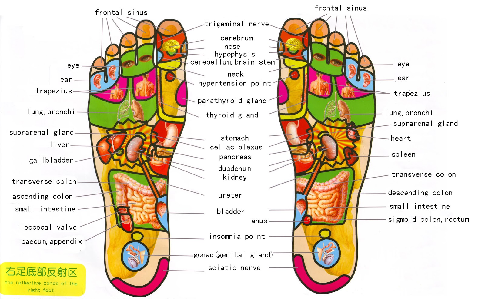 Reflexology Pressure Points Chart