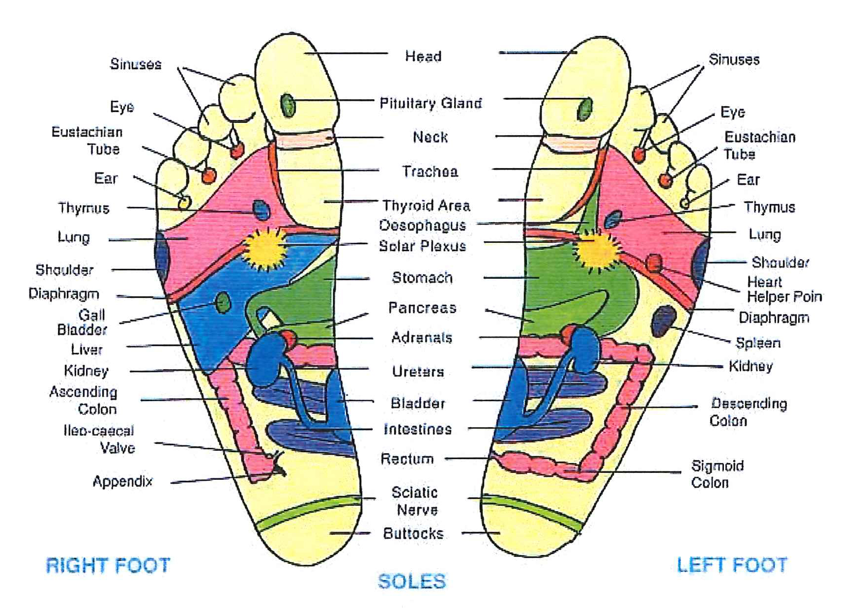 Reflexology Pressure Points On Feet