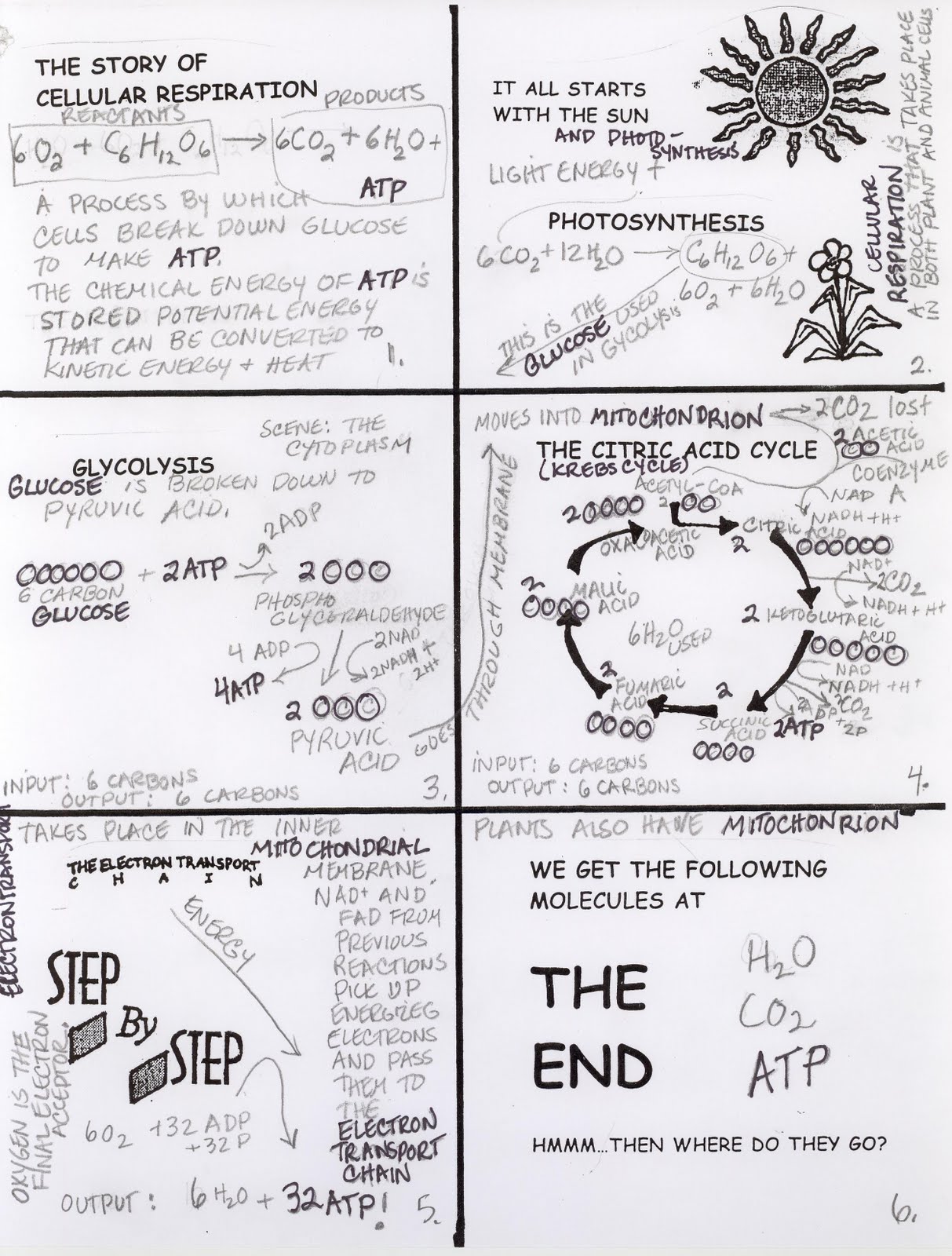 Respiration And Photosynthesis Equations