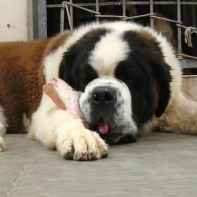 Saint Bernard