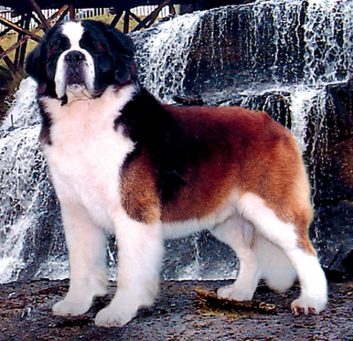 Saint Bernard