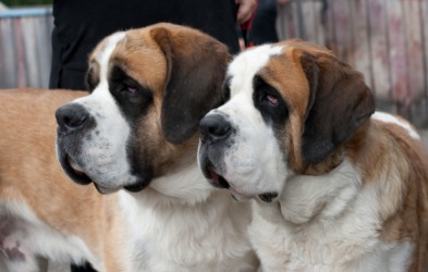 Saint Bernard