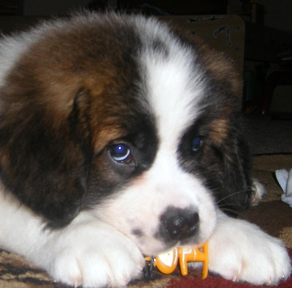 Saint Bernard