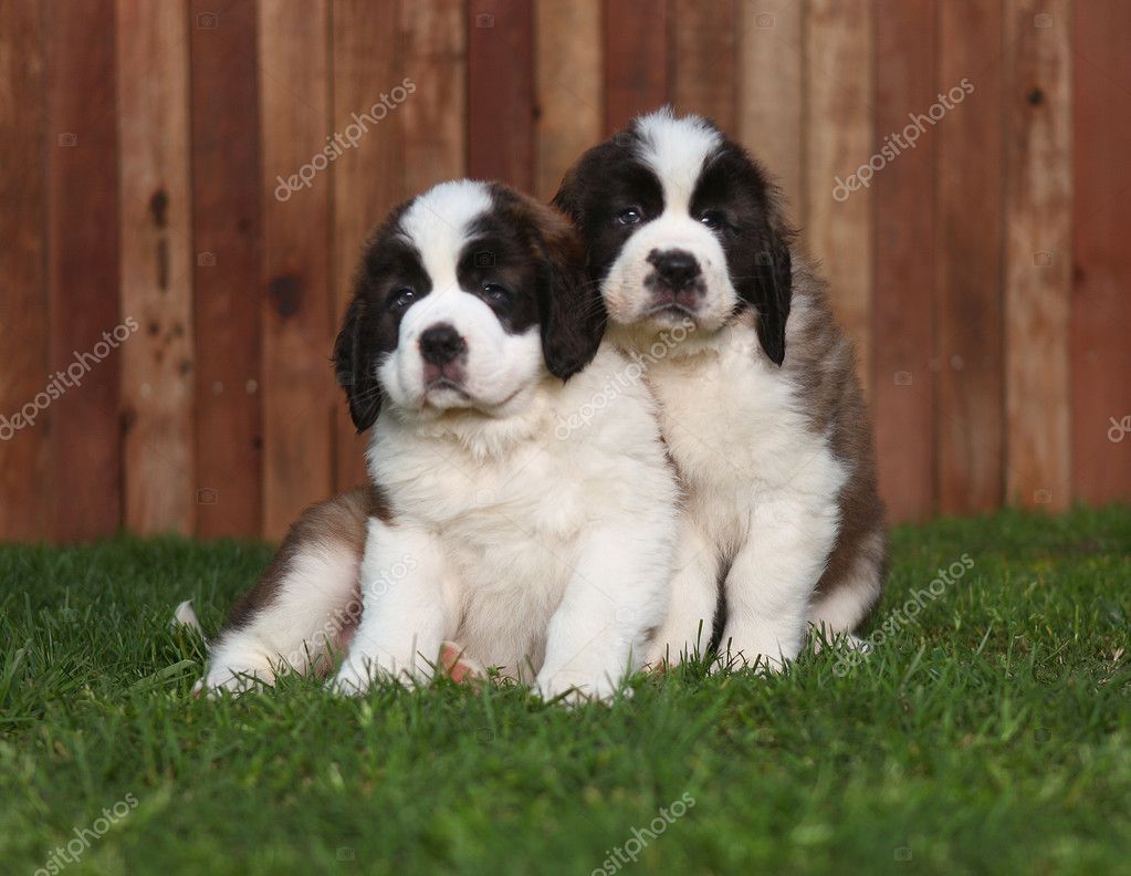 Saint Bernard