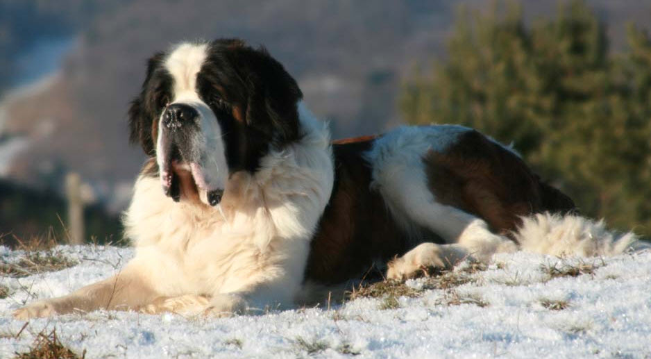 Saint Bernard