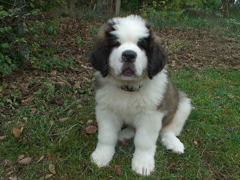 Saint Bernard