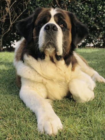 Saint Bernard Dog