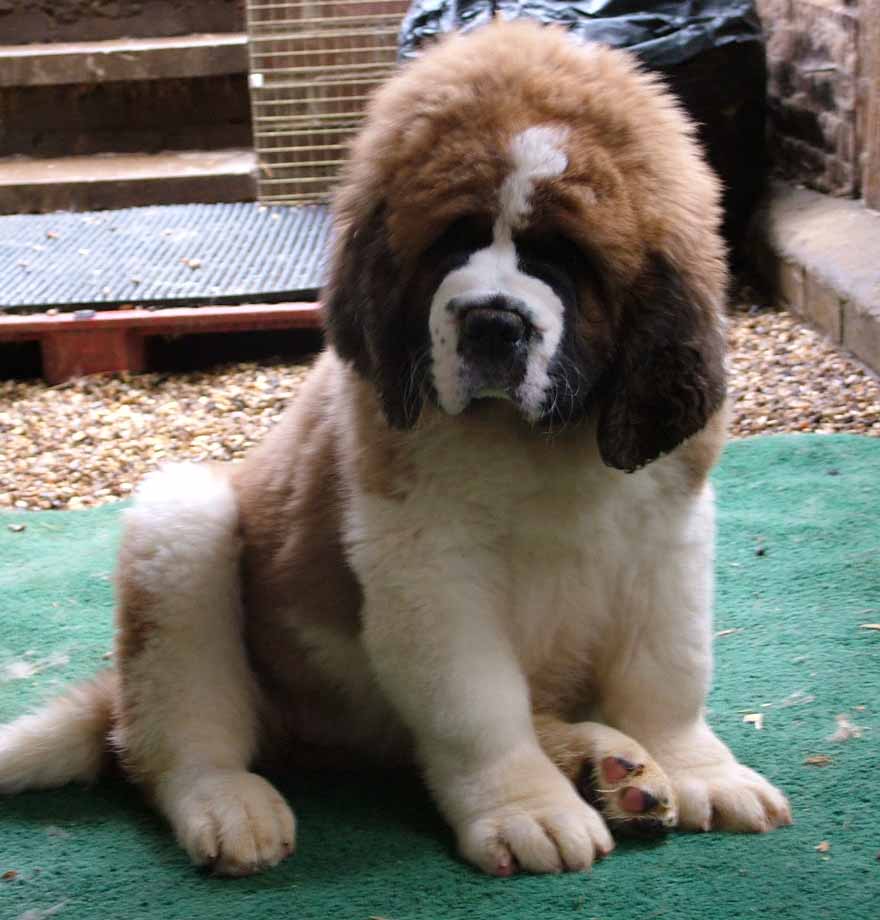 Saint Bernard Dog