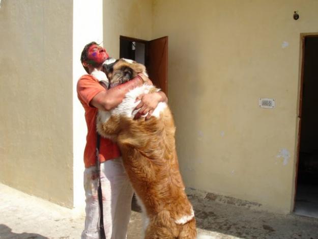 Saint Bernard Dog