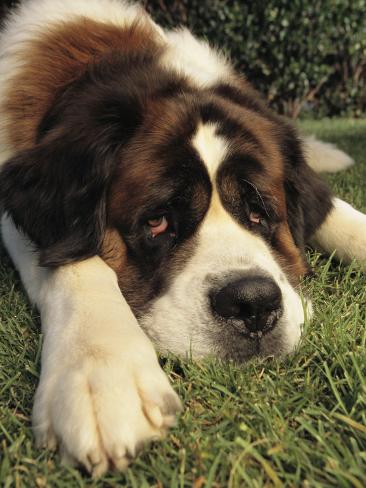 Saint Bernard Dog